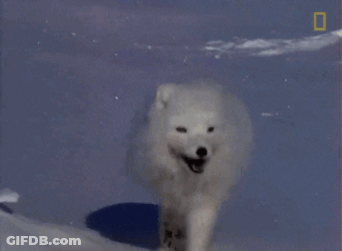Arctic Fox Enjoyed Roaming GIF