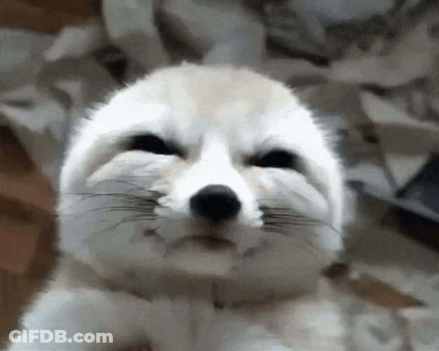Arctic Fox Eyebags Showing GIF