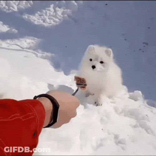 Arctic Fox Feeding On Snowy Area GIF