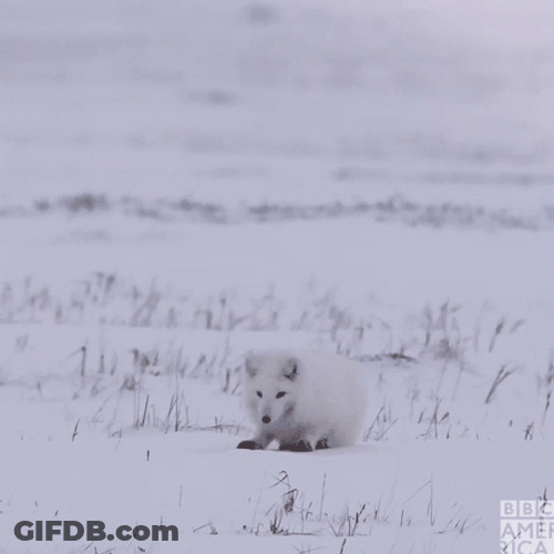 Arctic Fox Jumped Buried Head On Snow GIF