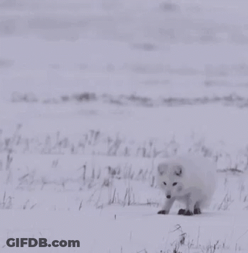 Arctic Fox Jumping High GIF