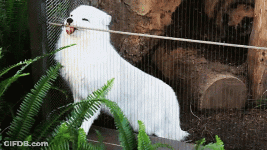 Arctic Fox Licking Cage Screen GIF
