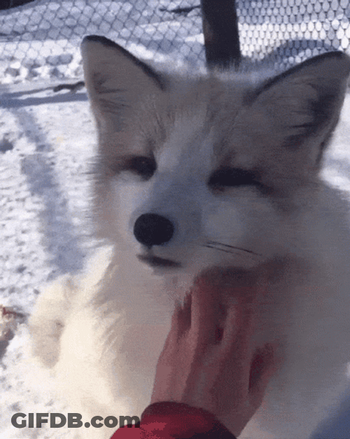 Arctic Fox Love Being Pat GIF