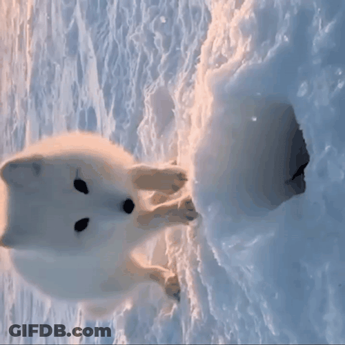 Arctic Fox Making Hole GIF