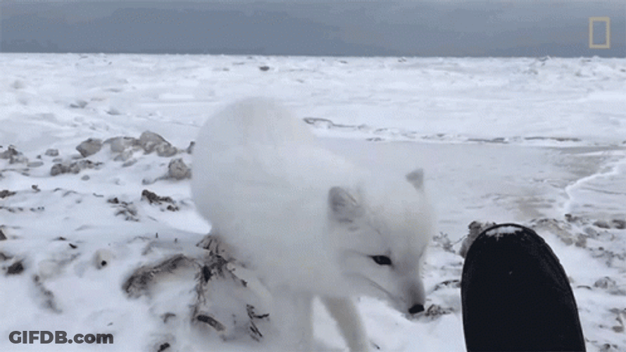 Arctic Fox Observing Human GIF