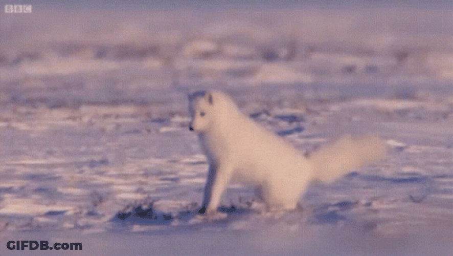 Arctic Fox Playing On Snow Glaciers GIF