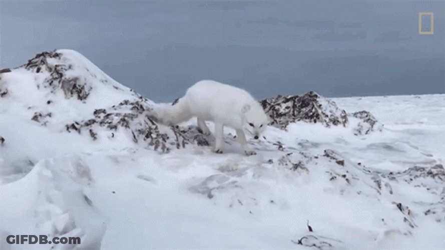 Arctic Fox Roaming On Habitat GIF