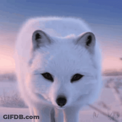 Arctic Fox Rotate Head Then Run GIF
