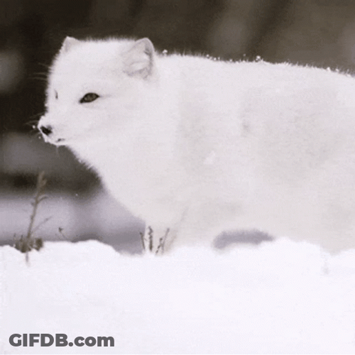Arctic Fox Shaking Snow Off GIF