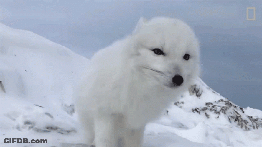 Arctic Fox Sitting Looking Around GIF