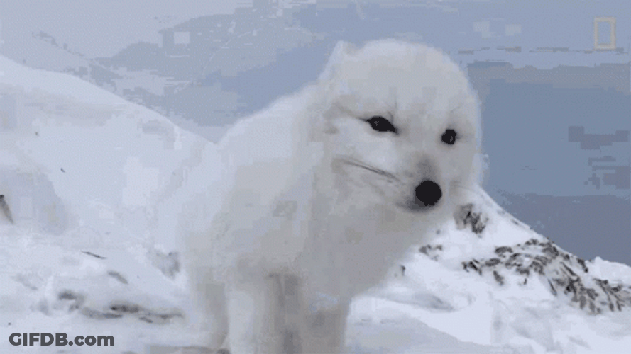 Arctic Fox Sitting On Snow GIF