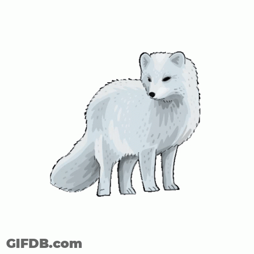 Arctic Fox Small Movement GIF
