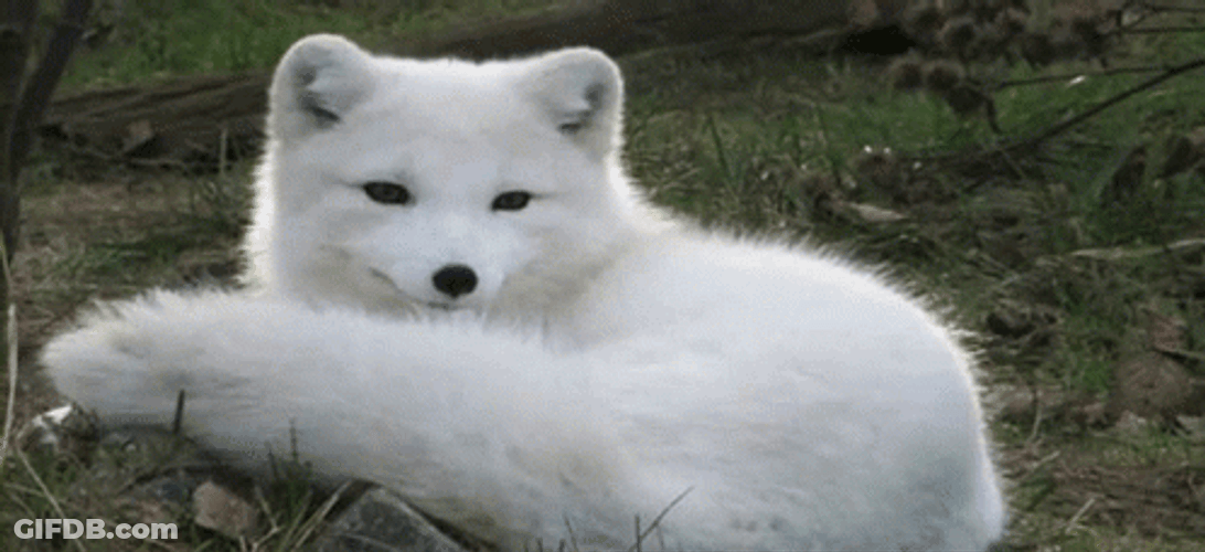Arctic Fox Smile Barking GIF