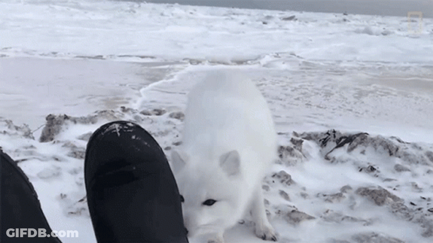 Arctic Fox Sniffing Human Shoes GIF