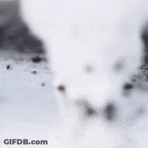 Arctic Fox Sniffing On Water GIF