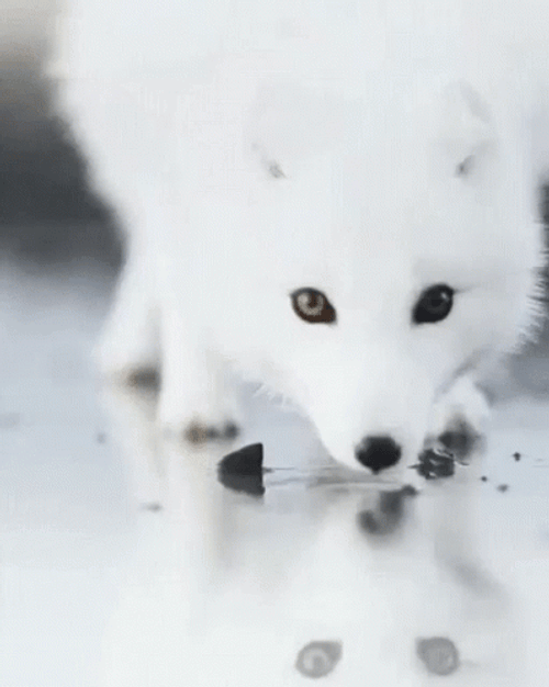 Arctic Fox Sniffing Water Watching Humans GIF