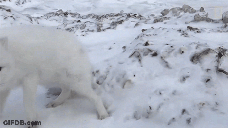 Arctic Fox Step Back Scared GIF