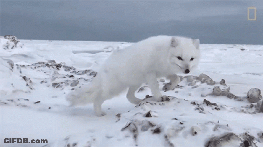 Arctic Fox Walking Around GIF