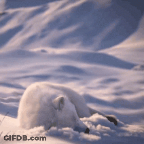 Arctic Fox Woke Up Startled GIF