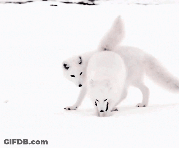 Arctic Fox Won't Share Food GIF