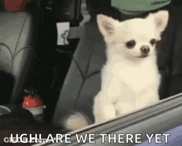 Are We There Yet Asked Brown Puppy GIF