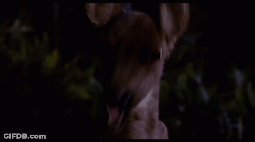 Are We There Yet Funny Deer GIF
