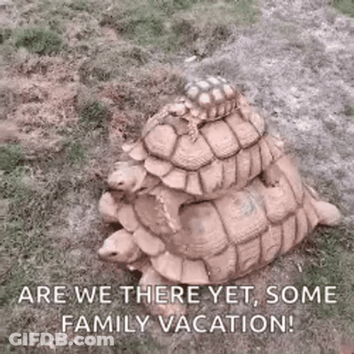 Are We There Yet Turtle Family Vacation GIF