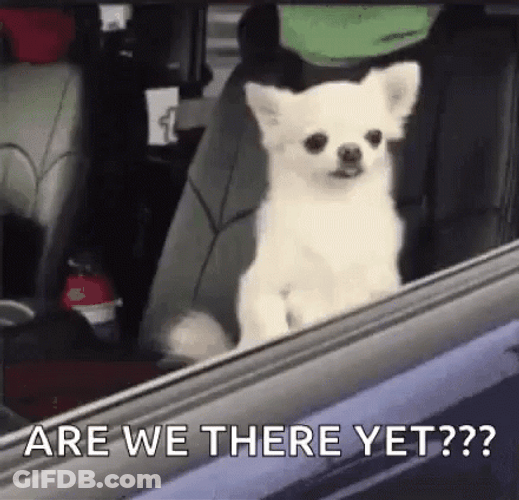 Are We There Yet Two Chihuahua GIF