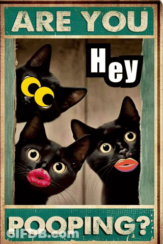 Are You Hey Pooping Poster With Three Black Cats GIF