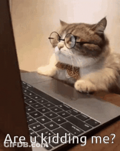 Are You Kidding Me Cat Meme GIF