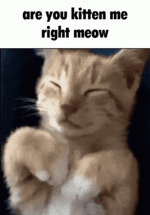 Are You Kitten Me Right Meow GIF