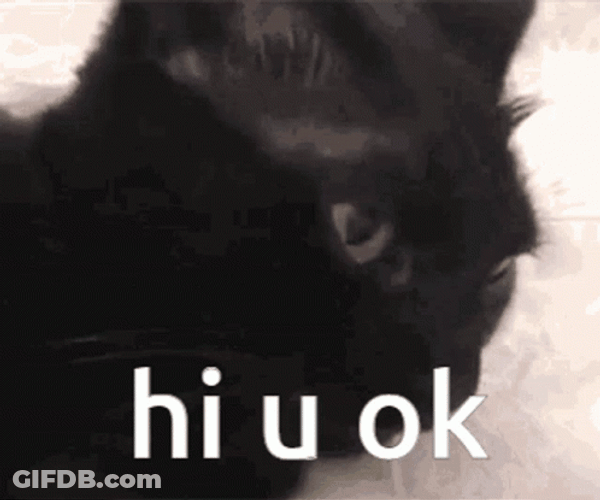 Are You Ok Black Cat GIF
