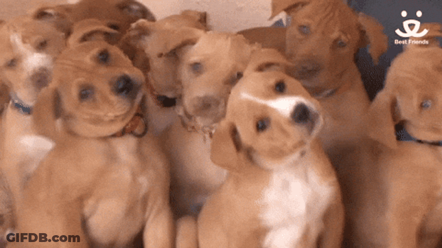 Are You Ok From Cute Dogs GIF