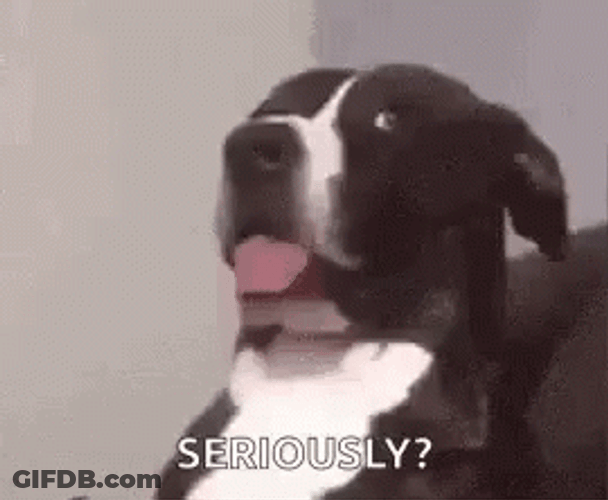 Are You Serious Dog Dawg GIF