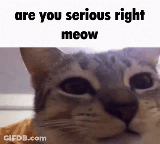 Are You Serious Funny Cat Meme GIF
