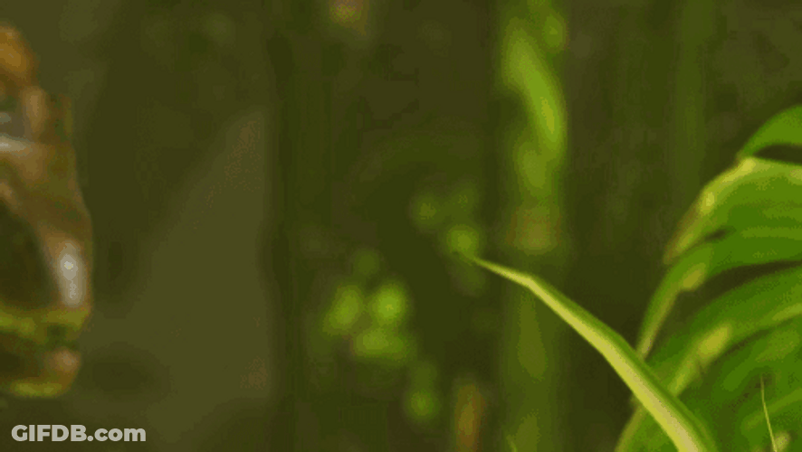 Ark Survival Ascended Fighting Dinosaur GIF