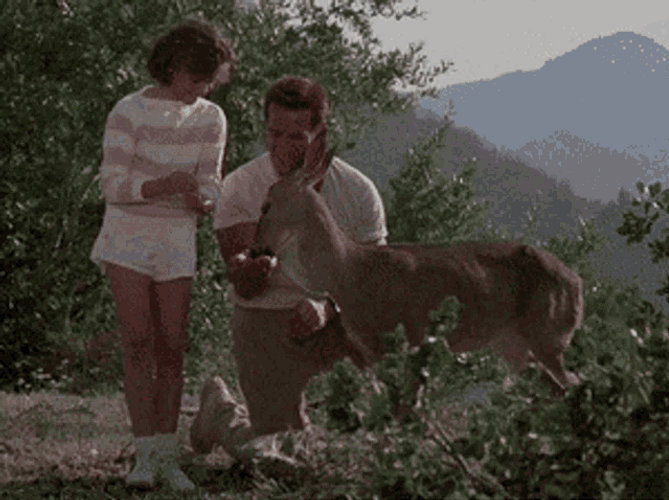 Arnold Schwarzenegger Feeding Deer GIF