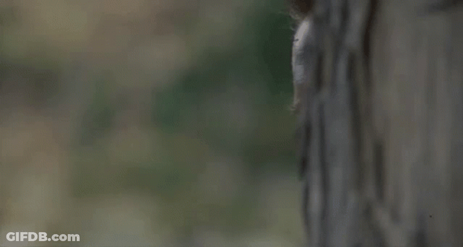 Arnold Schwarzenegger Lurking GIF