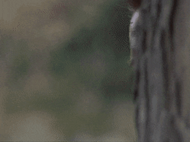 Arnold Schwarzenegger Peeking Behind The Tree GIF