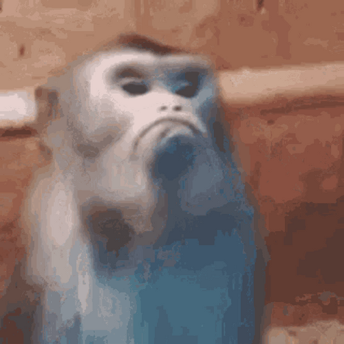 Arrogant Mad Monkey GIF