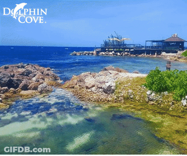 Aruba Puerto Seco Beach Dolphin Cove GIF