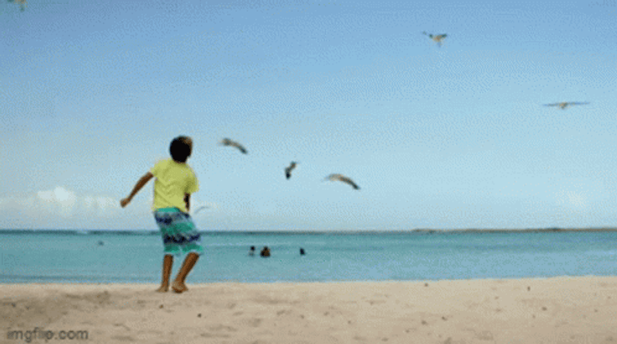 Aruba Seagulls Caribbean Sea GIF