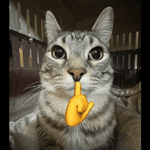 Ash Gray Cat Mewing Meme GIF