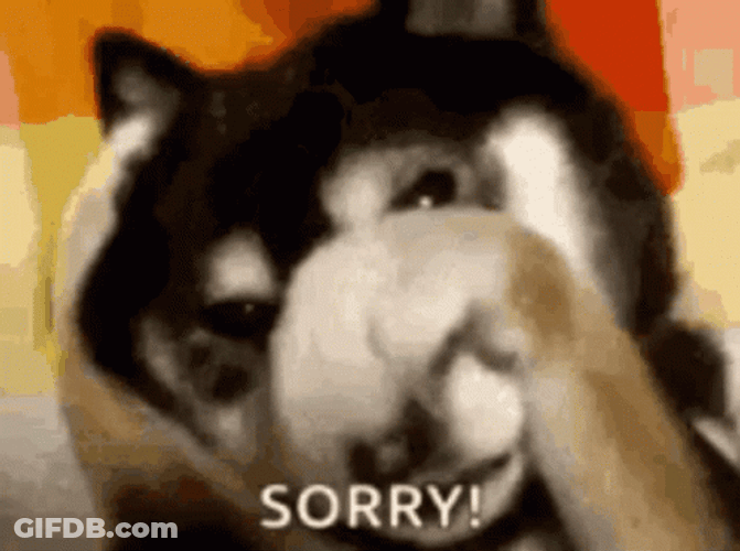 Ashamed Sorry Husky GIF