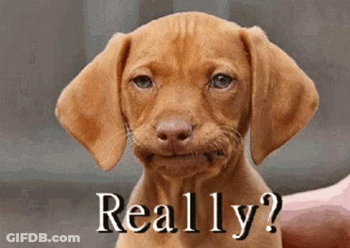 Ashamed The Dog Is Not Happy GIF