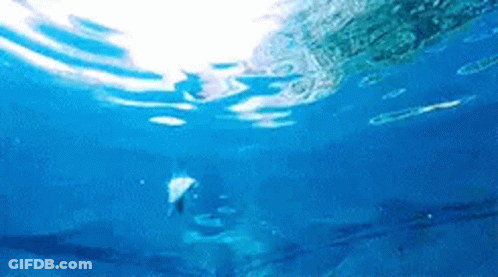 Ashley Moore GIF