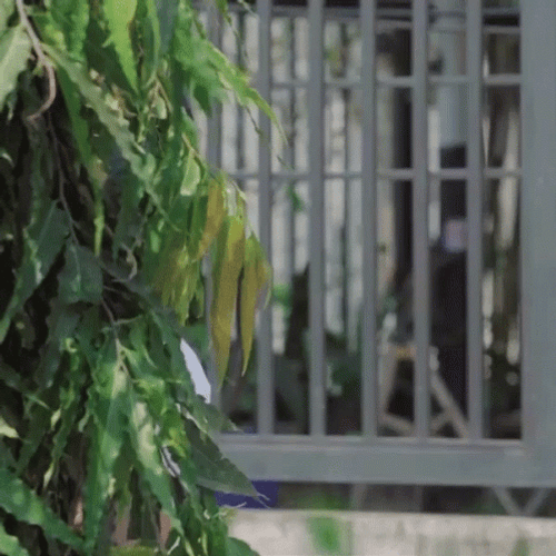 Asian Peeping Tom Spying Behind Bushes GIF