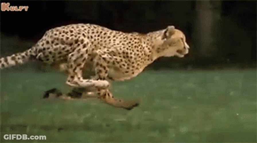 Asiatic Cheetah Running Slow Motion GIF