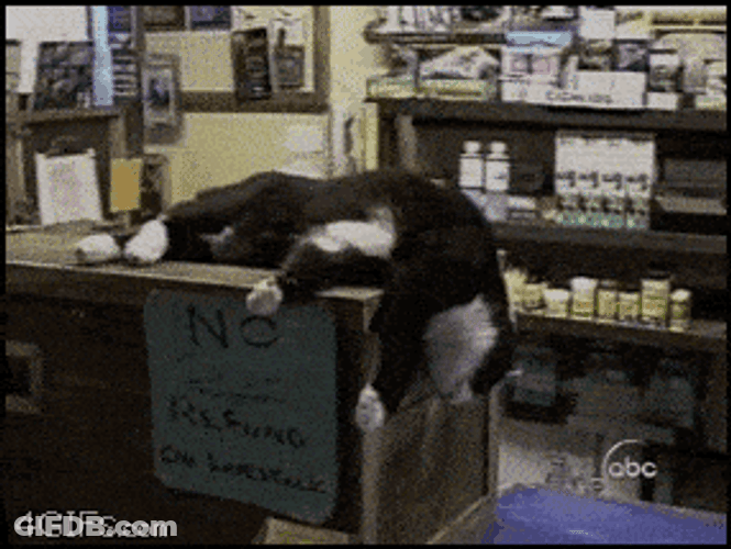 Asleep Dog Fall GIF