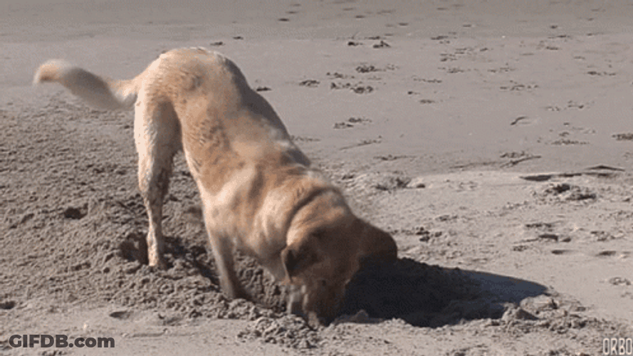 Aspin Dog Digging GIF